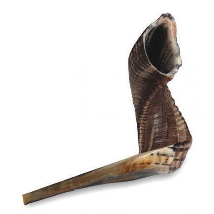 Ram’s Natural Horn Shofar 50cm